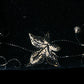 Drap de cercueil en velours noir XIXᵉ siècle - RELICS