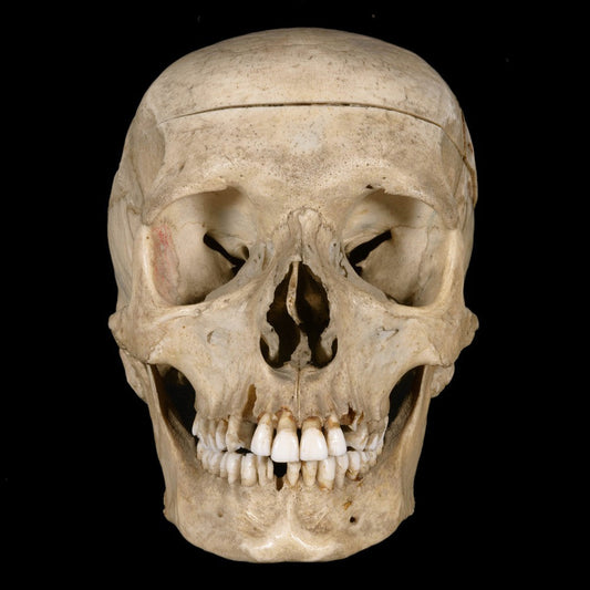 HUMAN SKULL FOR MEDICAL - RELICS