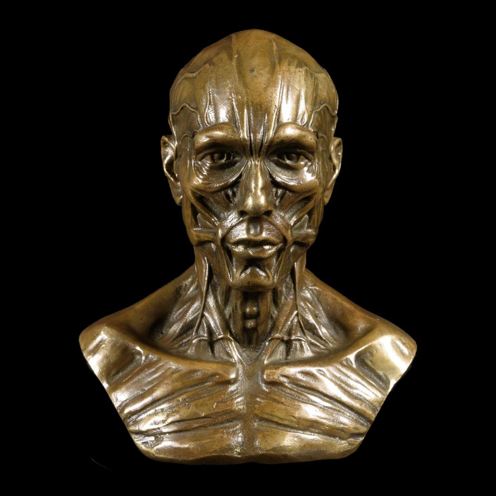 MEDICAL ÉCORCHÉ BUST IN BRONZE - RELICS