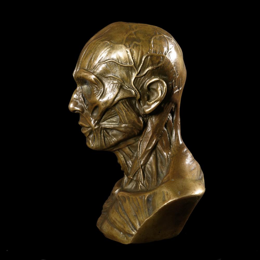 PETIT BUSTE D’ÉCORCHÉ MÉDICAL EN BRONZE - RELICS
