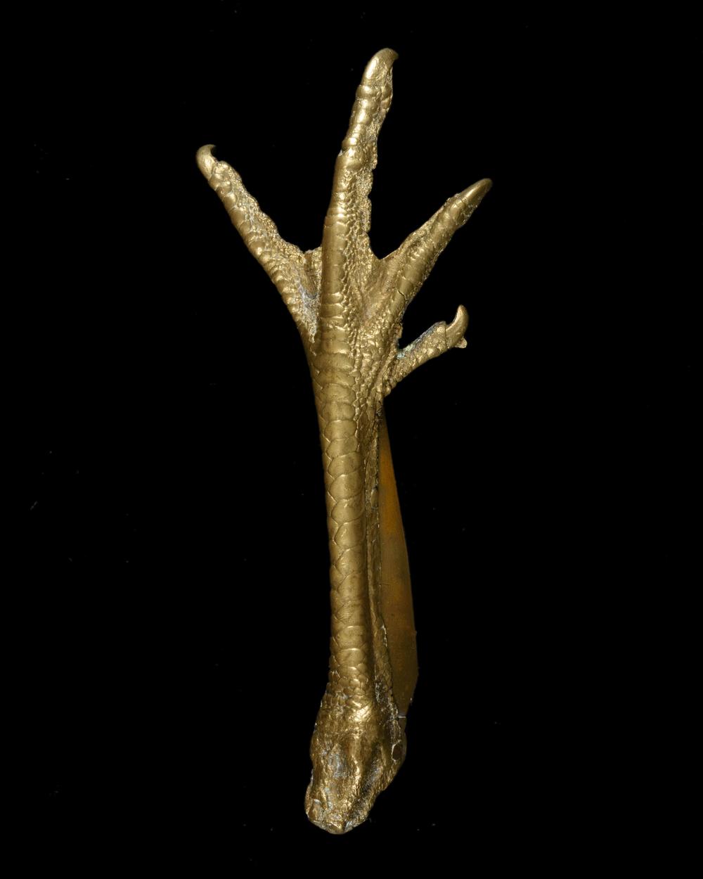 ROOSTER CLAW WITH FOLDING BLADE – 19TH CENTURY CURIOSITY - RELICS