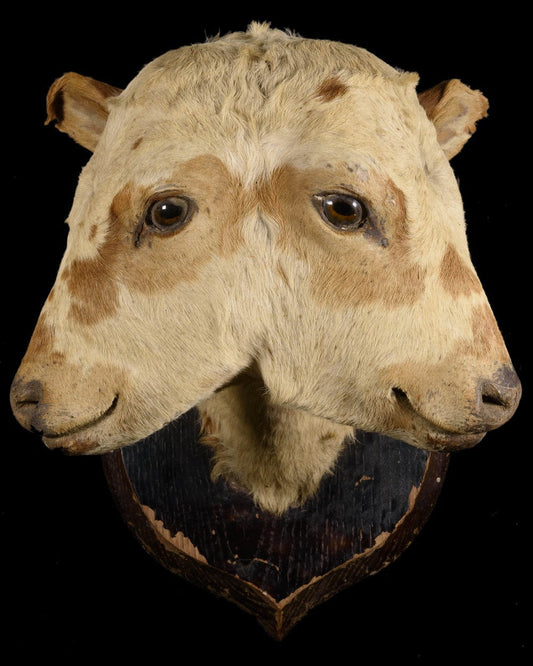 TWO-HEADED CALF - RELICS