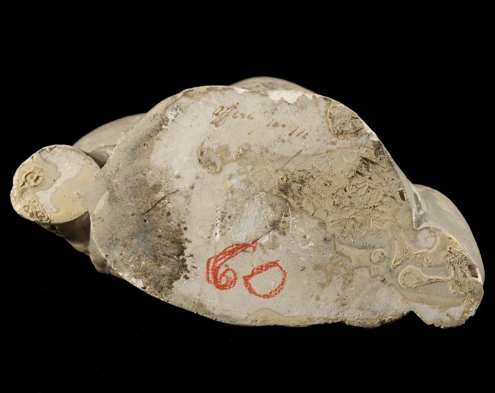 moulage foetus - RELICS